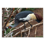 Östlig afrikan som krönas Heron Fotografiskt Tryck