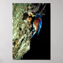 Östlig blåsångare print
