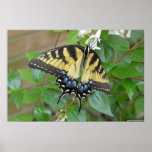 Östlig tigerSwallowtail fjäril Affischer