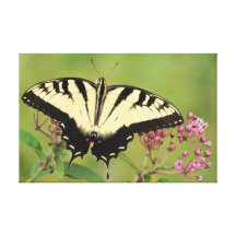 Östlig tigerSwallowtail fjäril Sträckta Canvas Tryck