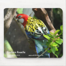 Östliga Rosella Mus Matta