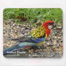Östliga Rosella Mus Matta