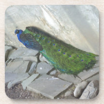 Påfågel Underlägg