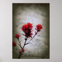 paintbrushvildblommar, Johnstons Ridge 2 som är ov Print