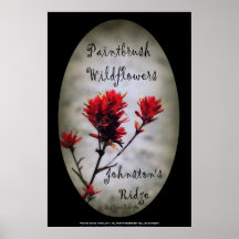 paintbrushvildblommar, Johnstons Ridge 2 som är ov Affischer