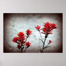 paintbrushvildblommar, Johnstons Ridge 3 Affischer
