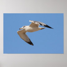 Pallass fiskmås posters