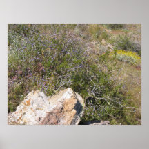 Palm Spring (8) Posters