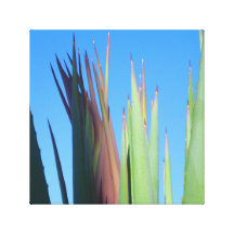 Palm Spring Yucca Sträckta Kanvas Tryck