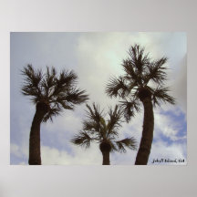 Palmträd Print