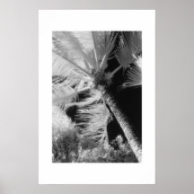 Palmträd Affischer