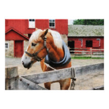 Palomino vid den röda ladugården anpassade inbjudningskort