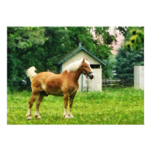 Palominoen betar in personliga tillkännagivanden