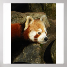 panda 3 affischer