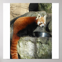 panda 4 affischer