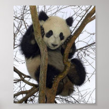 Panda Affisch