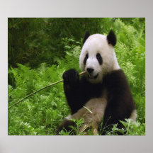 Panda Affisch