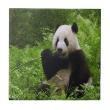 Panda Kakelplatta Av Kerami