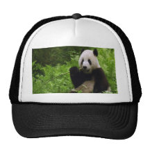 Panda Kepsar