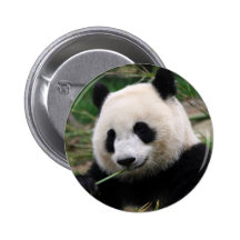 Panda Knapp Med Nål