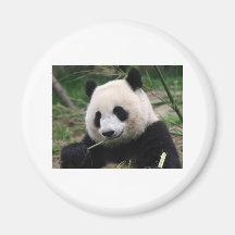 Panda Kylskåps Magneter
