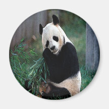 Panda Magnet För Kylskåp