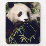 Panda som har lite lunch.  Mousepad Mus Mattor