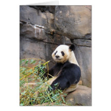 Pandabjörnchina Hälsningskort