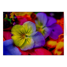 PANSY KORT