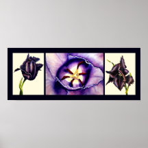PapegojatulpanCollage Posters