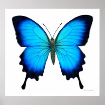 Papilio Ulysses fjärilsaffisch