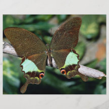 Papilionoideae fjäril, Malaysia Custom Flyer