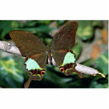 Papilionoideae fjäril, Malaysia Photo Sculpture