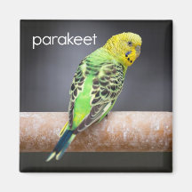 Parakiterkylskåpmagnet Kylskåpmagneter