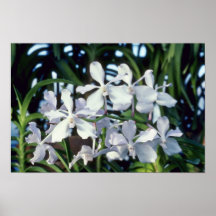 Parviflora (Vanda) blommor Affisch