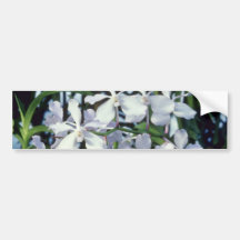 Parviflora (Vanda) blommor Bildekaler
