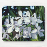 Parviflora (Vanda) blommor Mus Matta
