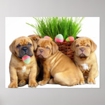Påsk Dogue de Bordeaux valper Affisch