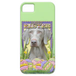 Påskäggkakor - Weimaraner iPhone 5 Case-Mate Fodral