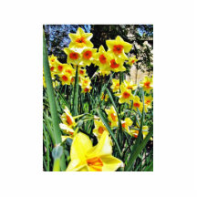 Påskliljar i blommar photo cut out