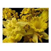 Påskliljar och Forsythia Vykort