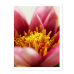 Passionblomma Vykort