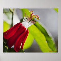 PassionVineblomma Posters