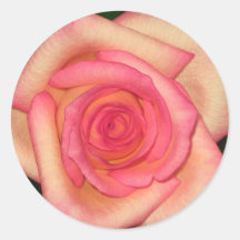Pastellfärgad rosa ros klistermärken