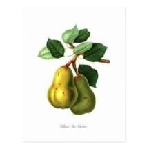Pear Vykort