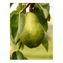 Pear Vykort