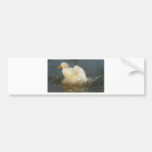 Pekin ankadropp bildekaler