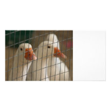 Pekin ankor i burbild anpassingsbara fotokort