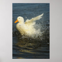 Pekin stänk 2 affischer
