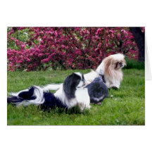 Pekingese grupp i Springtime Hälsnings Kort